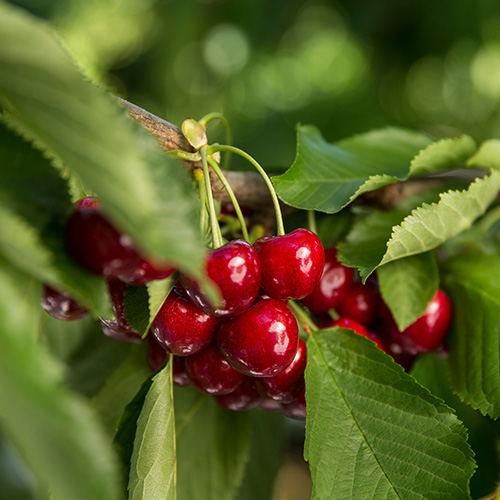 Northwest Tree Fruit