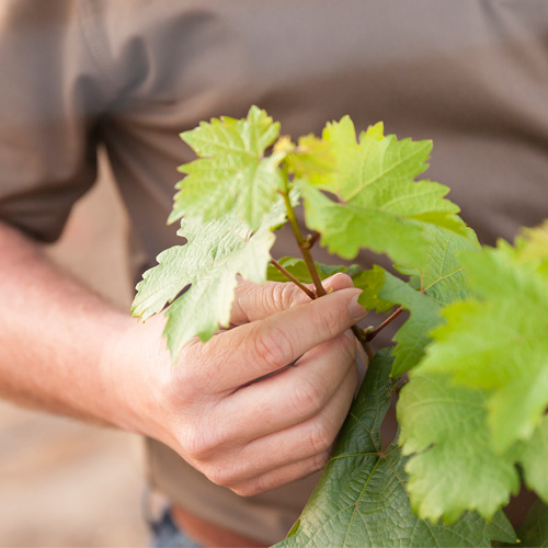 Growth Stages in Wine Grapes