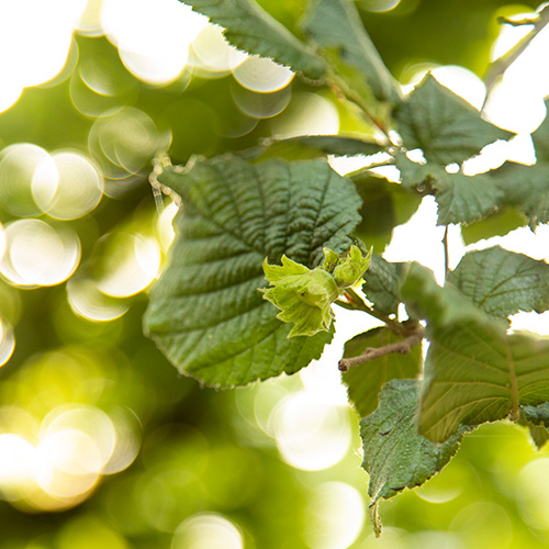 Willamette Valley Hazelnuts