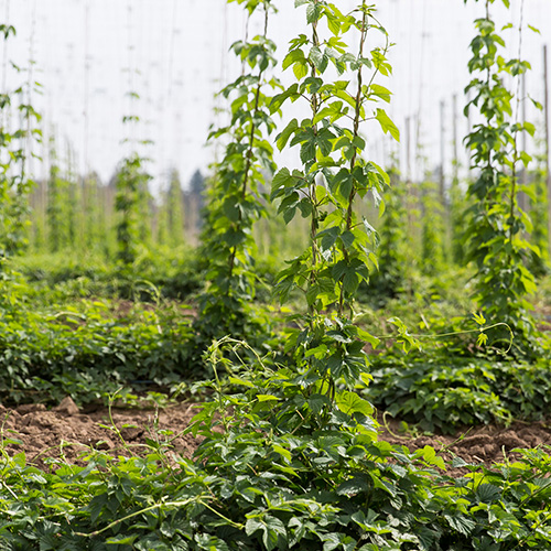 Columbia Basin Hops