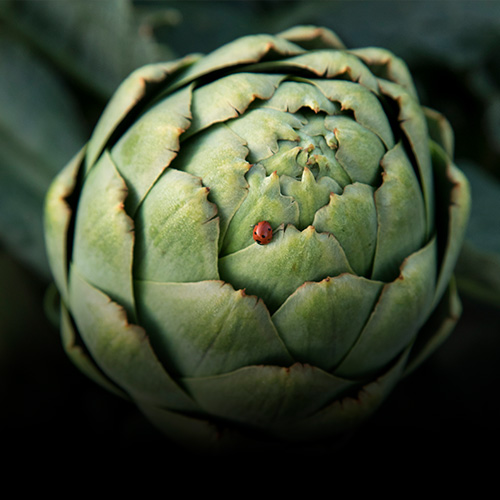 Organic Production in Salinas